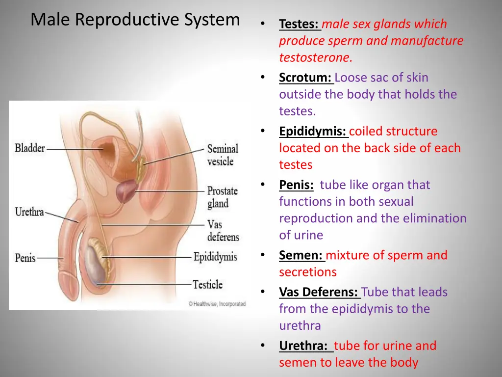 male reproductive system 1