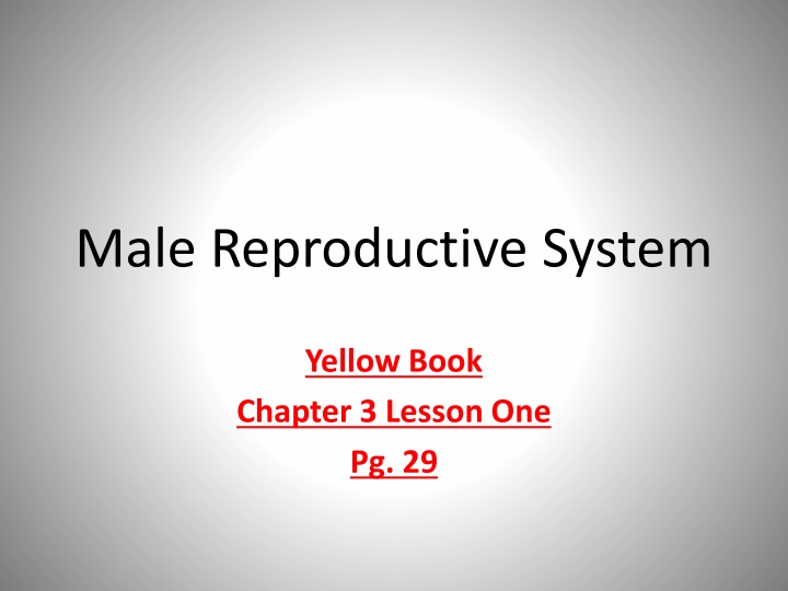 male reproductive system