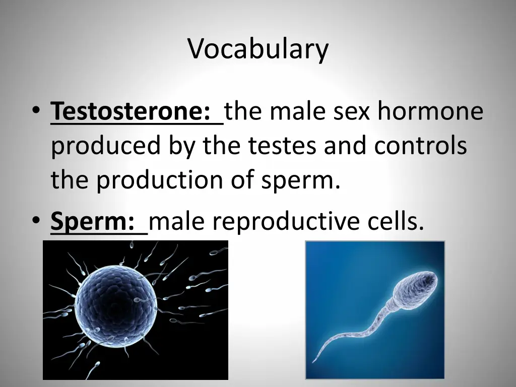 vocabulary
