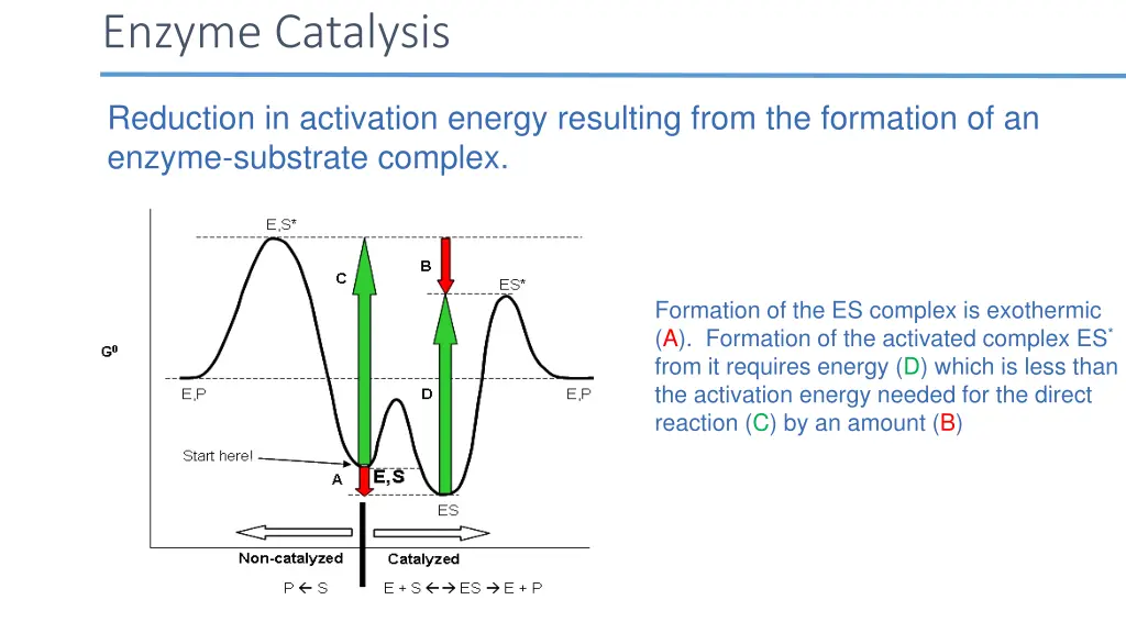 enzyme catalysis 1