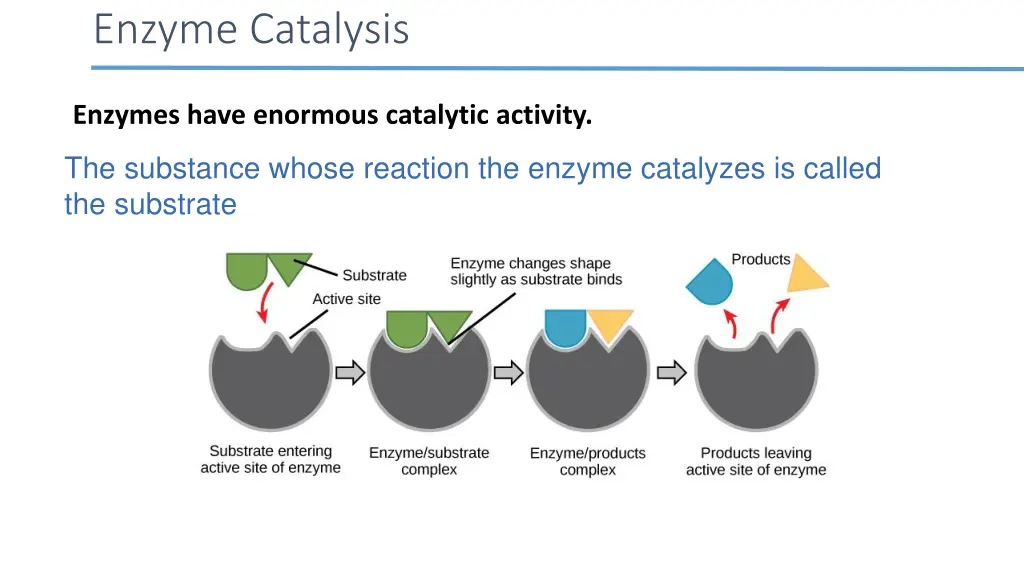 enzyme catalysis