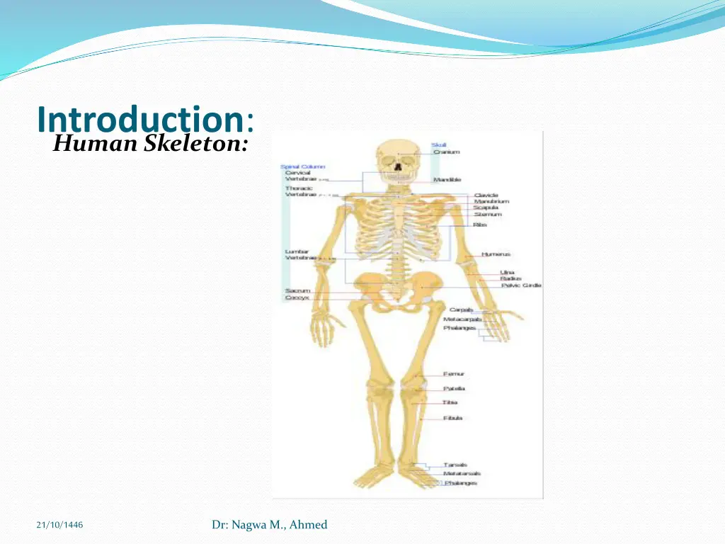 human skeleton introduction