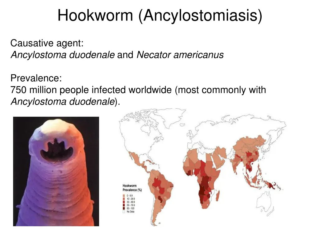 hookworm ancylostomiasis
