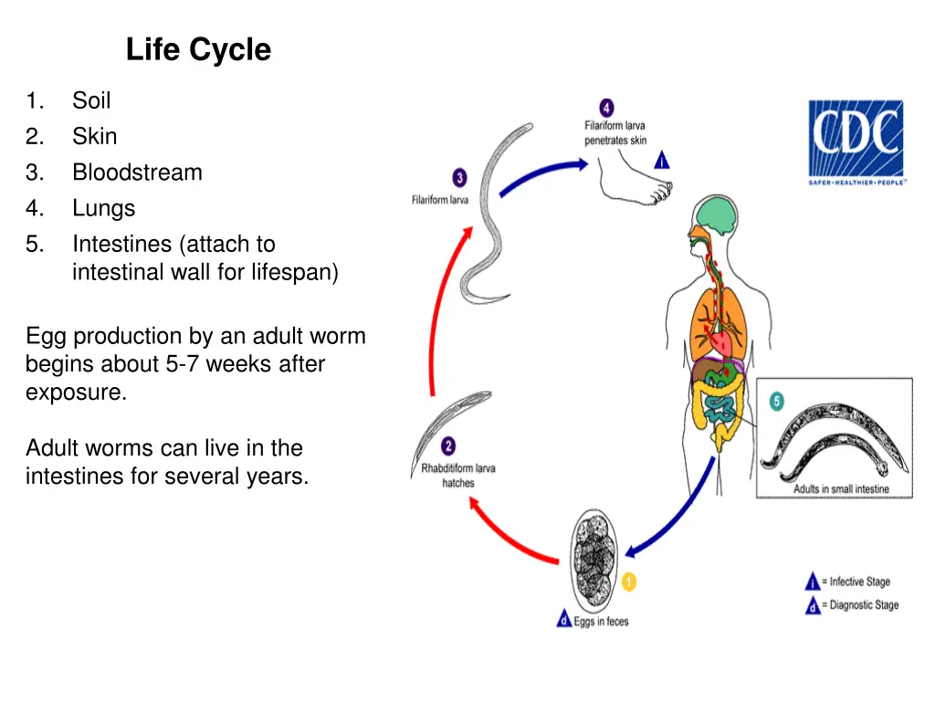 life cycle