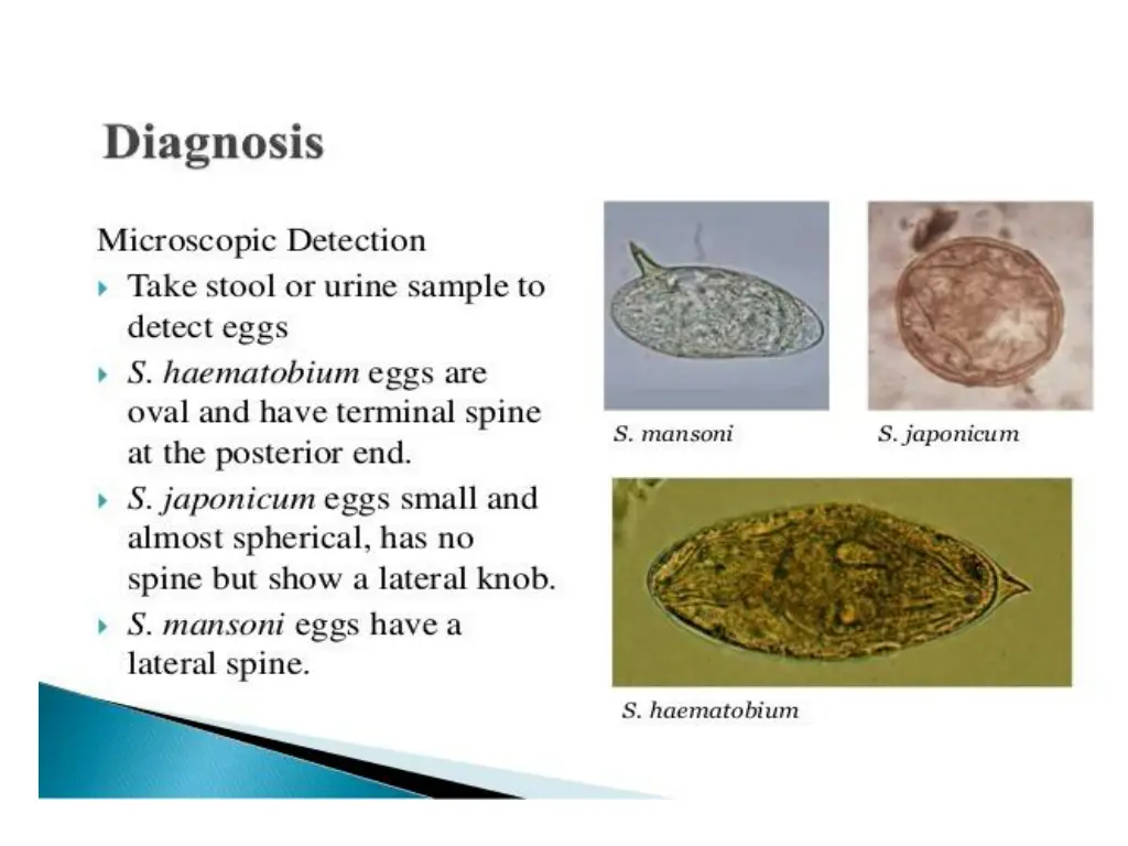 slide11