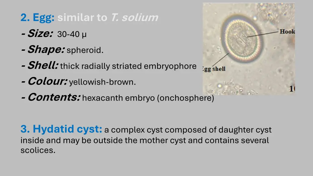 2 egg similar to t solium size 30 40 shape