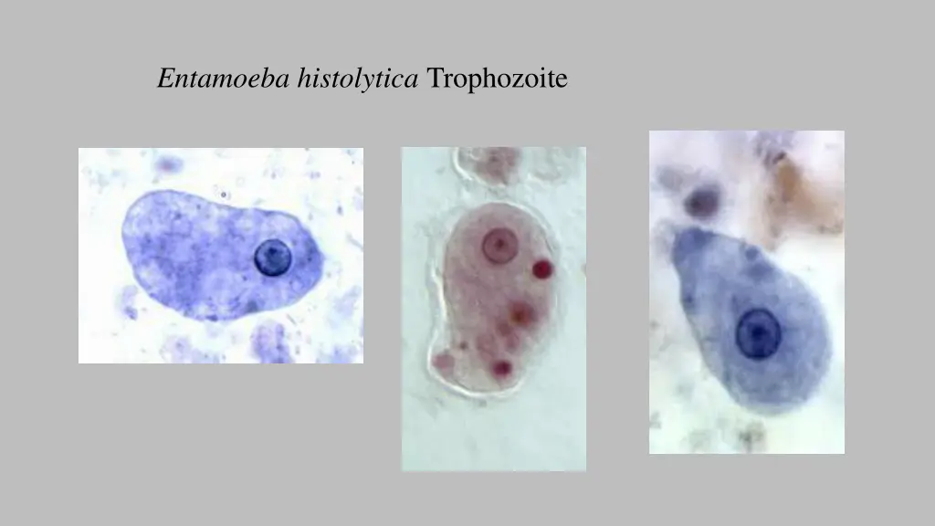 entamoeba histolytica trophozoite