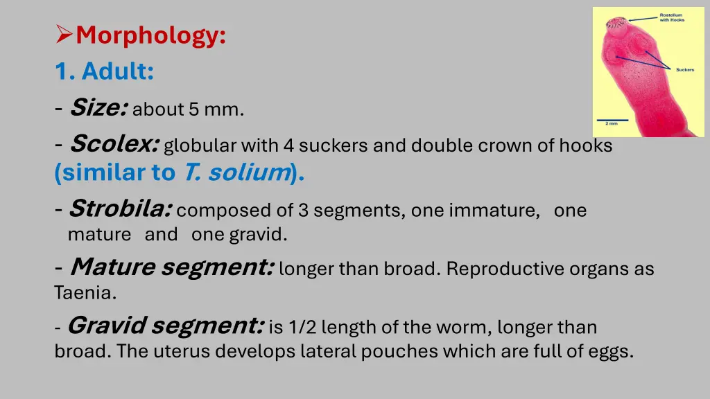 morphology 1 adult size about 5 mm scolex