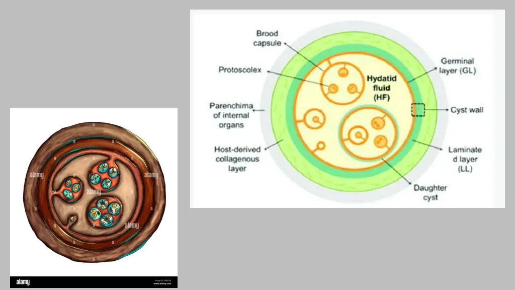 slide12