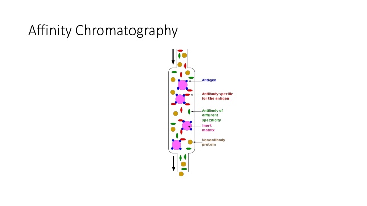 affinity chromatography