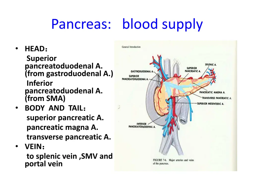pancreas blood supply