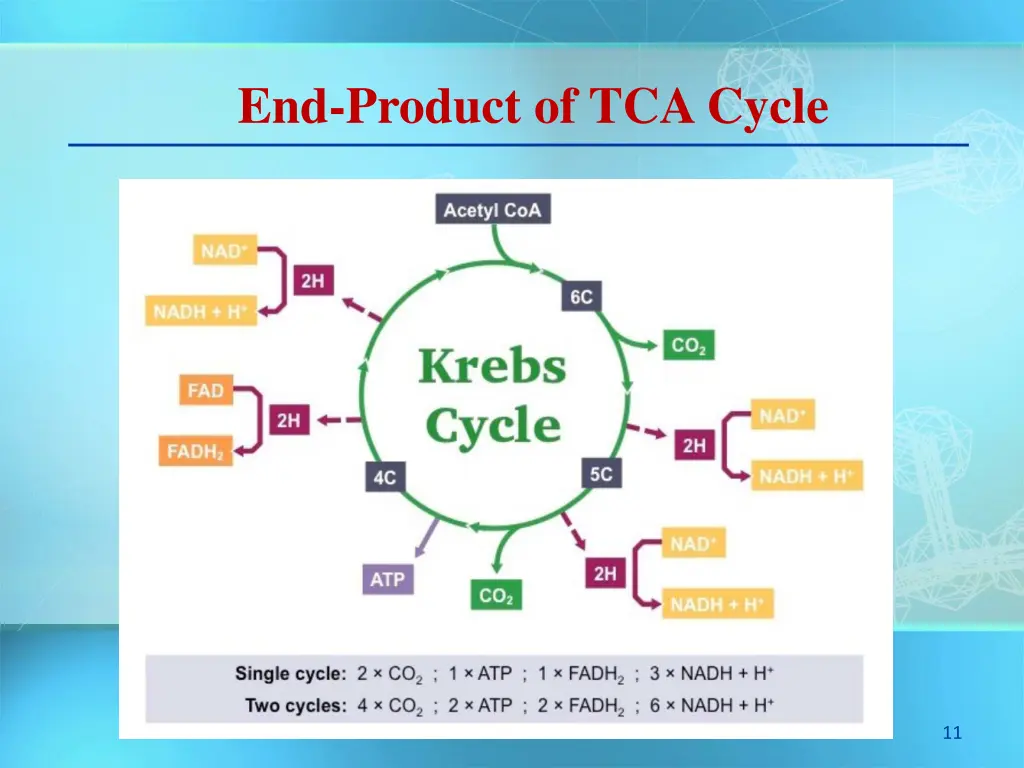 end product of tca cycle
