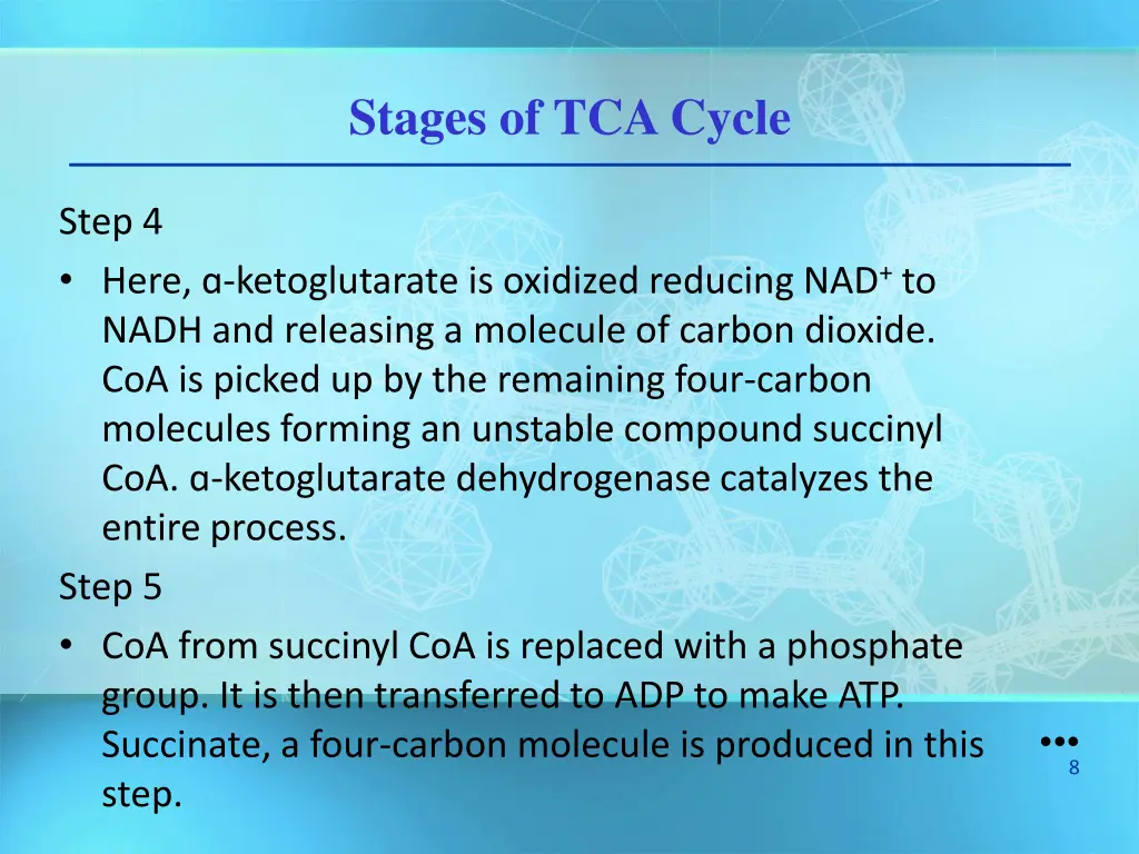stages of tca cycle 2