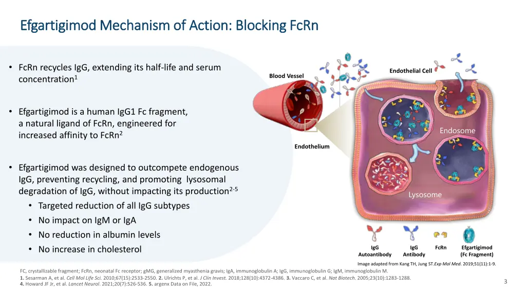 efgartigimod mechanism of action blocking fcrn