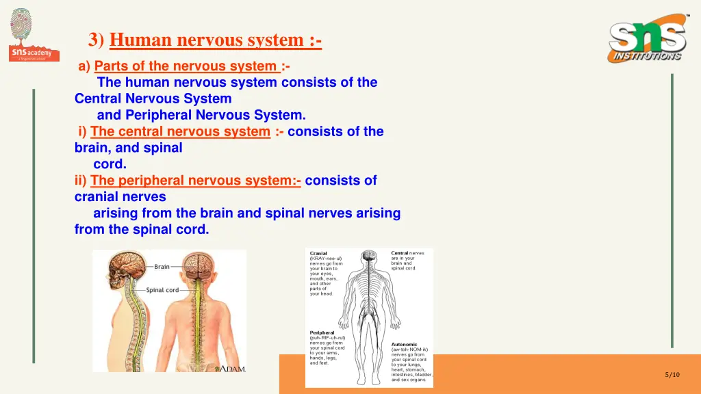 3 human nervous system