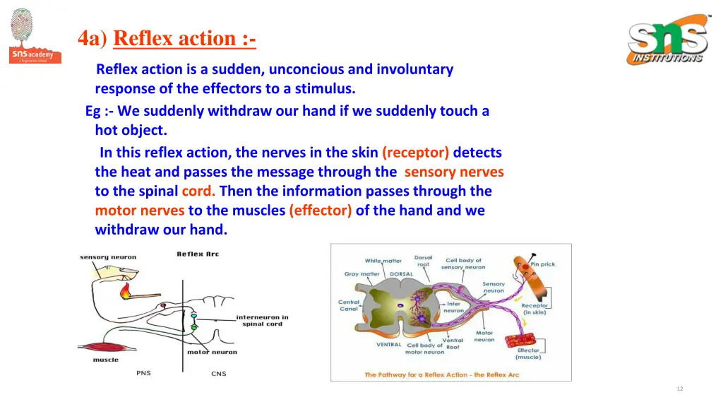 4a reflex action