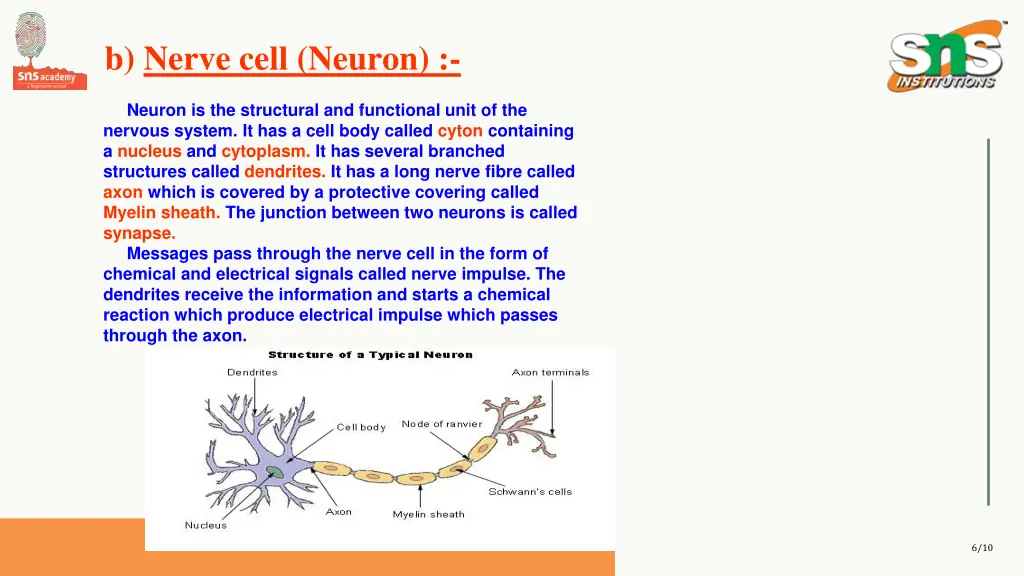 b nerve cell neuron