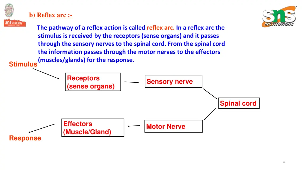 b reflex arc