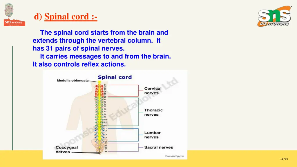 d spinal cord