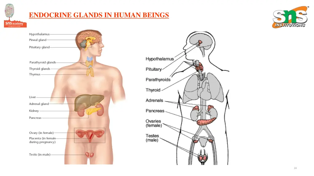 endocrine glands in human beings