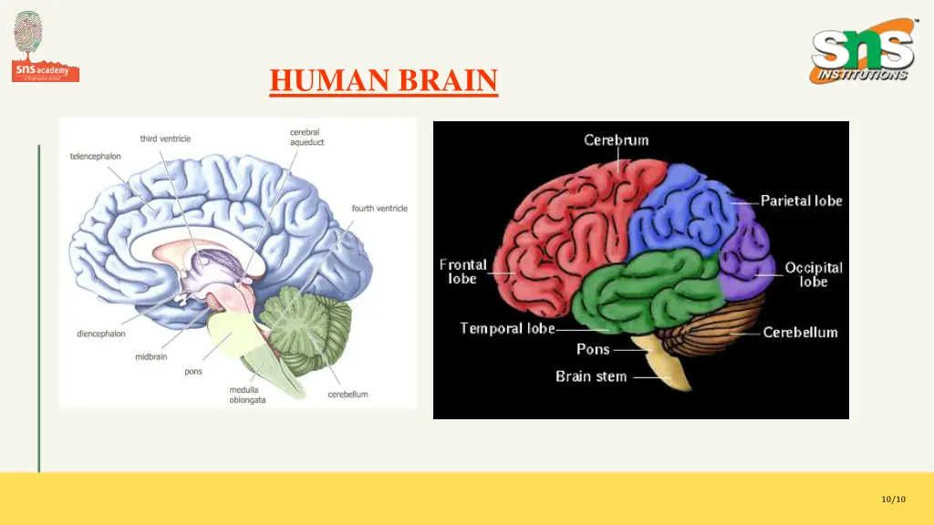 human brain
