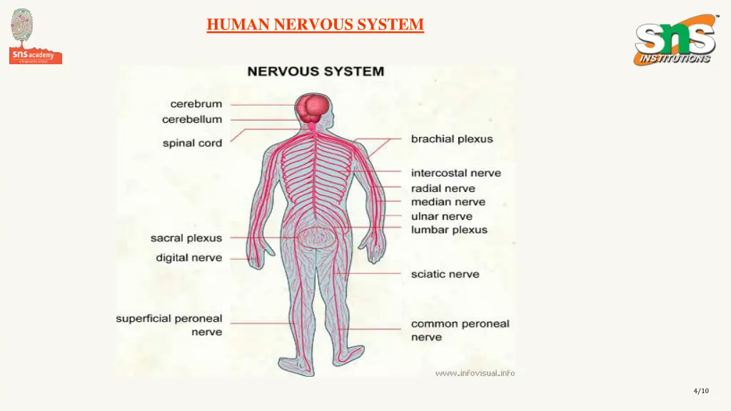 human nervous system