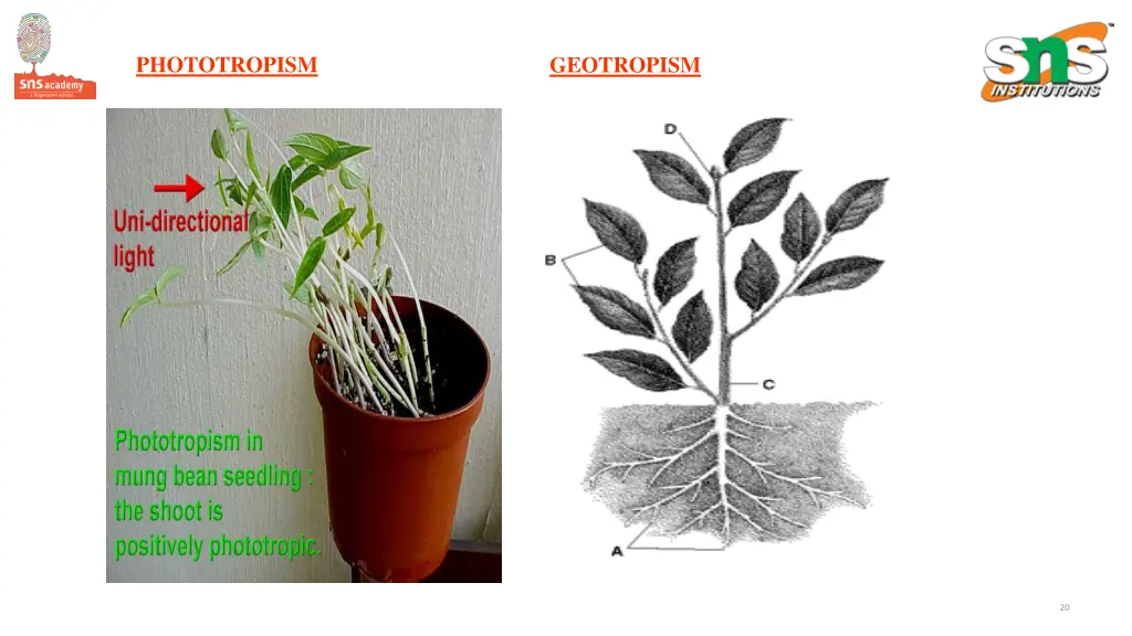 phototropism