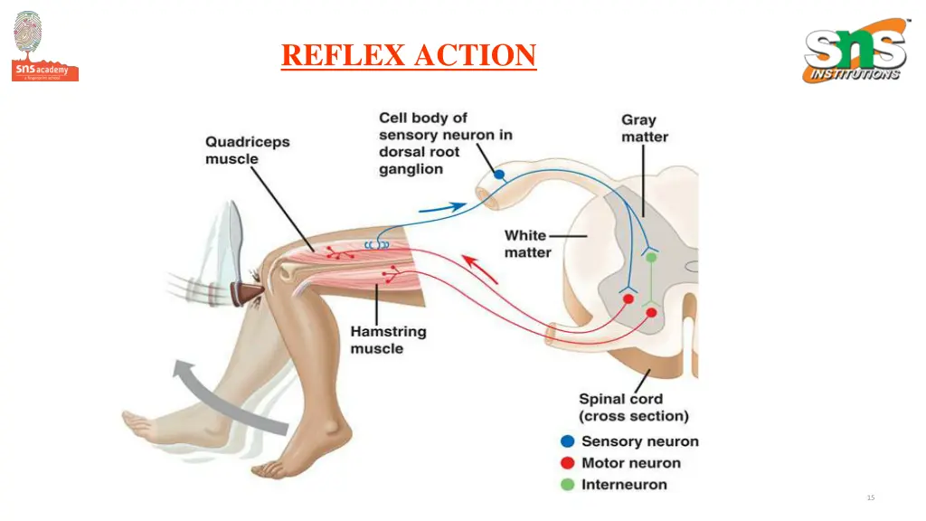reflex action