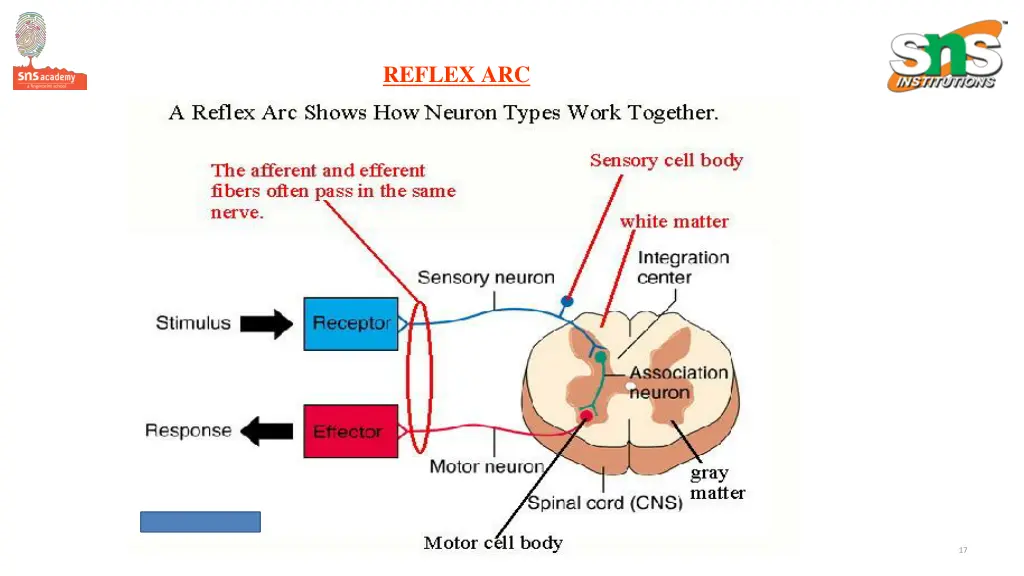 reflex arc