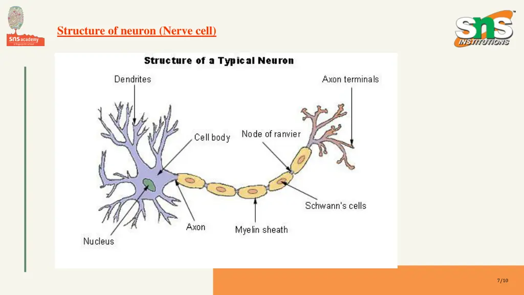 structure of neuron nerve cell