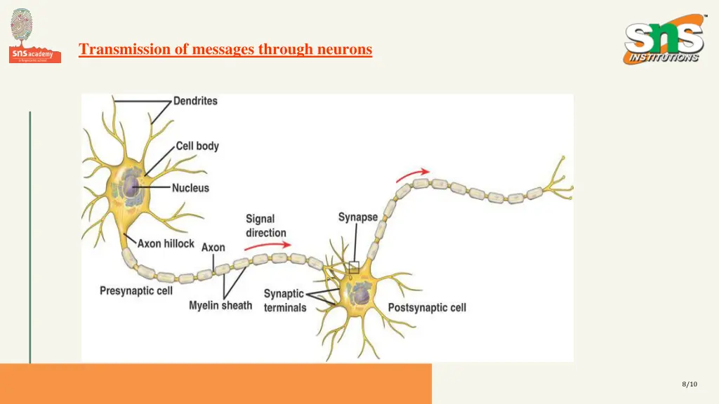 transmission of messages through neurons