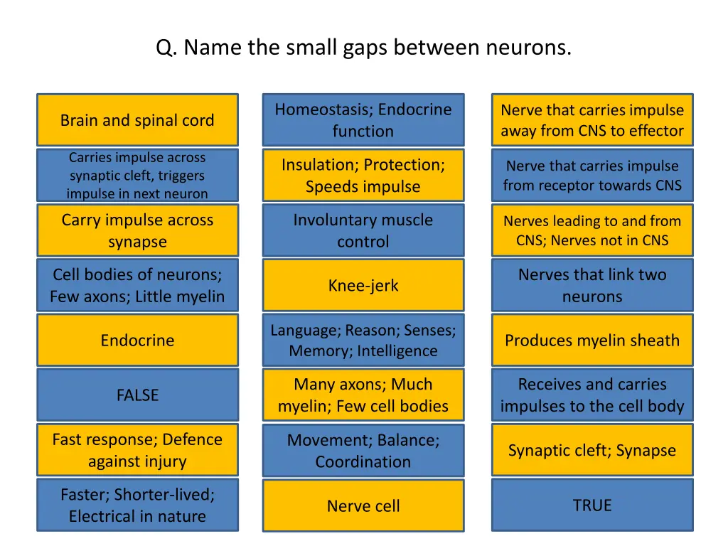 q name the small gaps between neurons