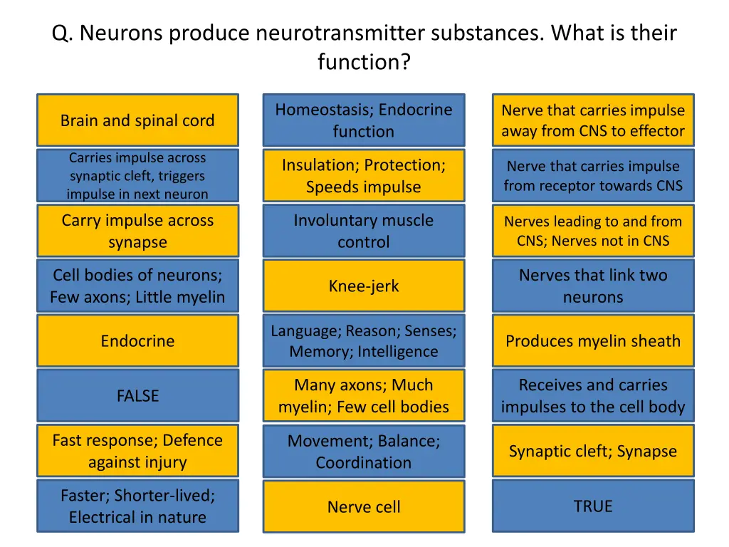 q neurons produce neurotransmitter substances
