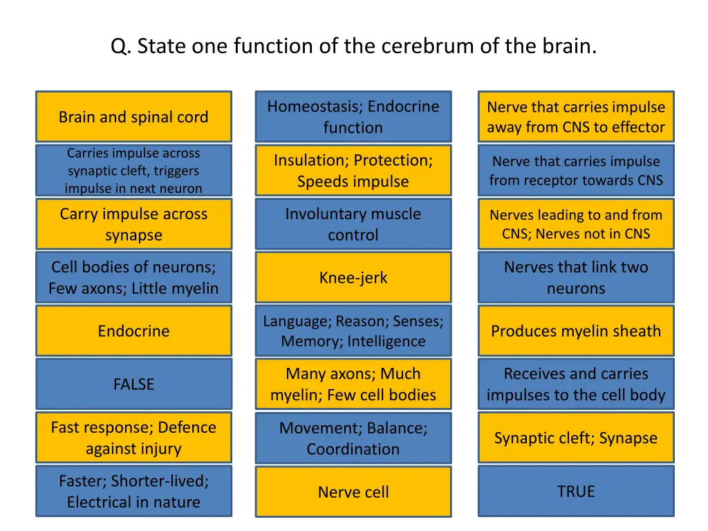 q state one function of the cerebrum of the brain