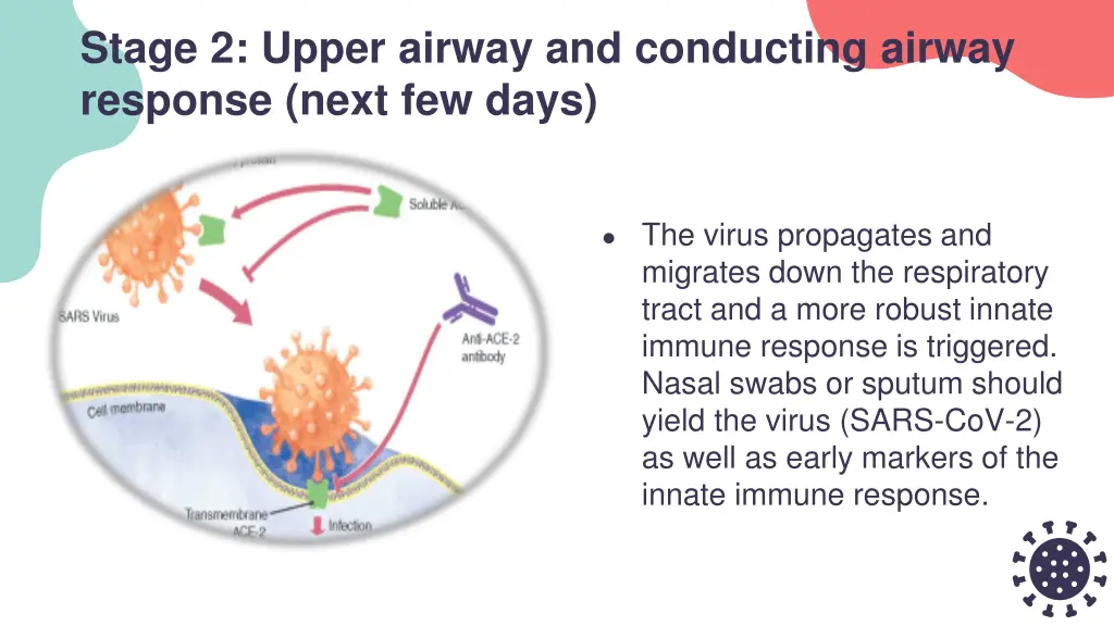 stage 2 upper airway and conducting airway