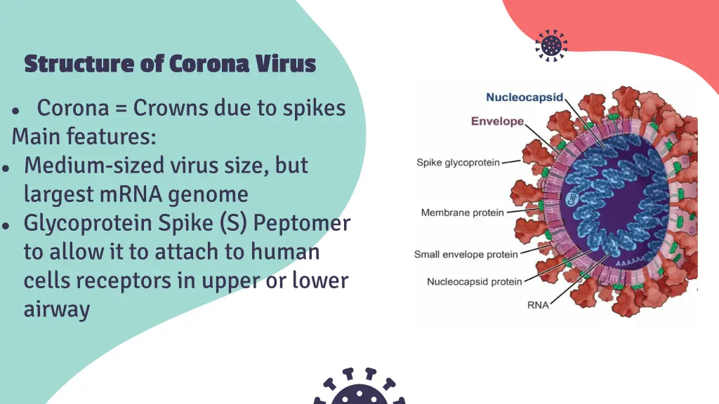 structure of corona virus