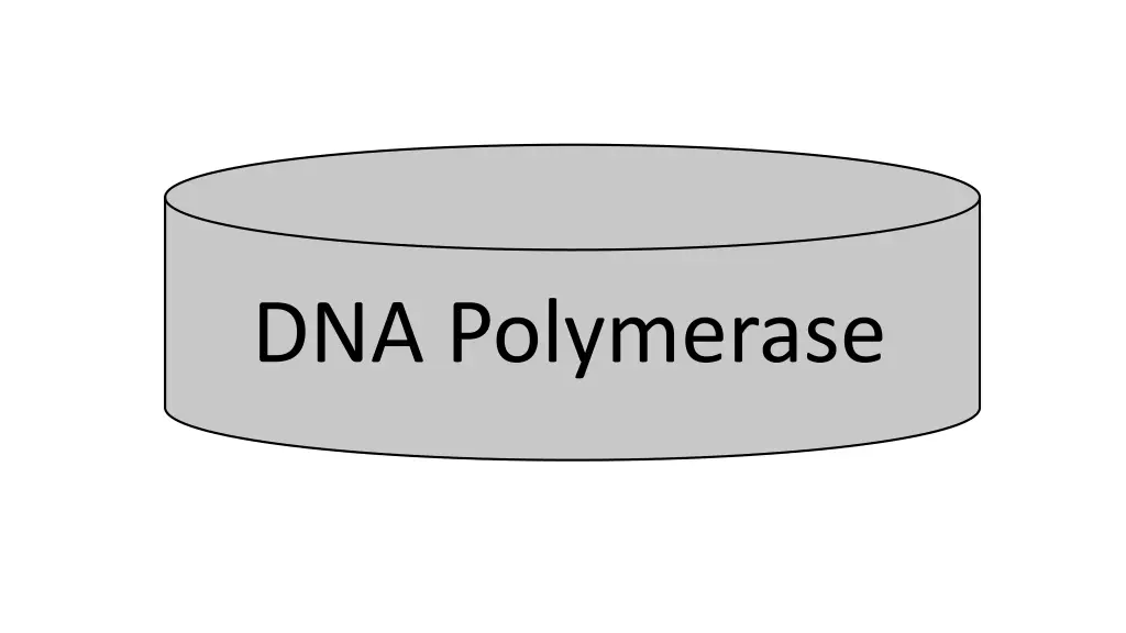dna polymerase
