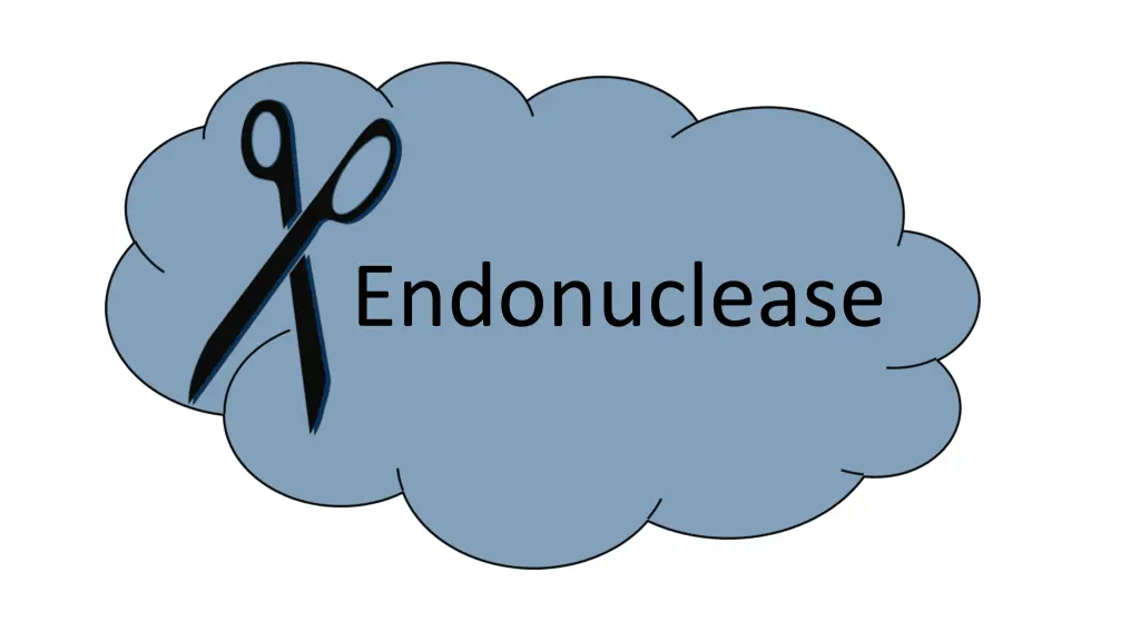 endonuclease 1