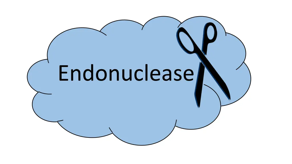endonuclease
