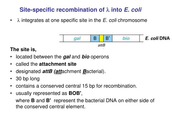 site specific recombination of into e coli