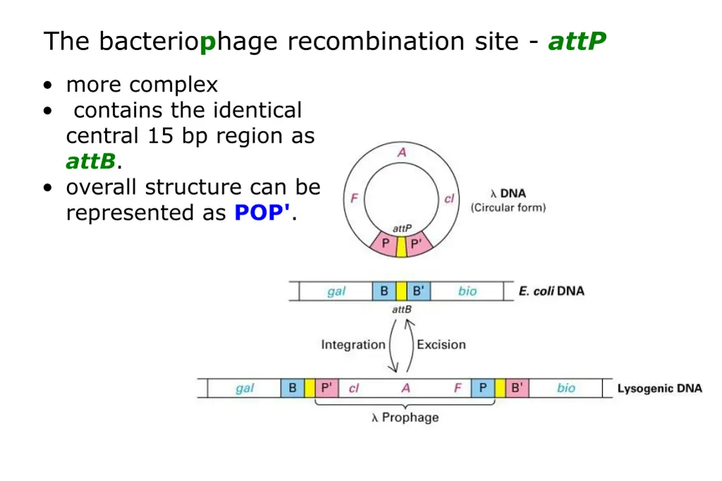 the bacterio p hage recombination site attp