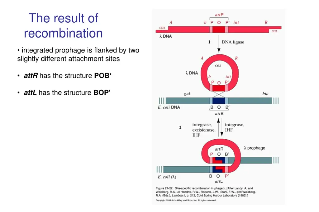 the result of recombination