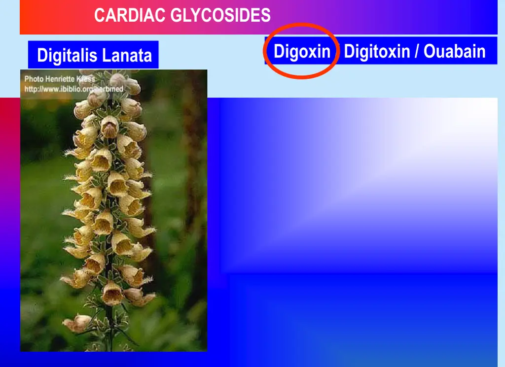 cardiac glycosides
