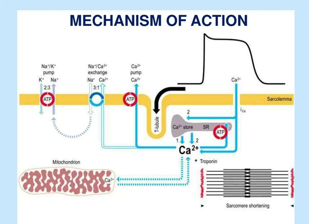 mechanism of action
