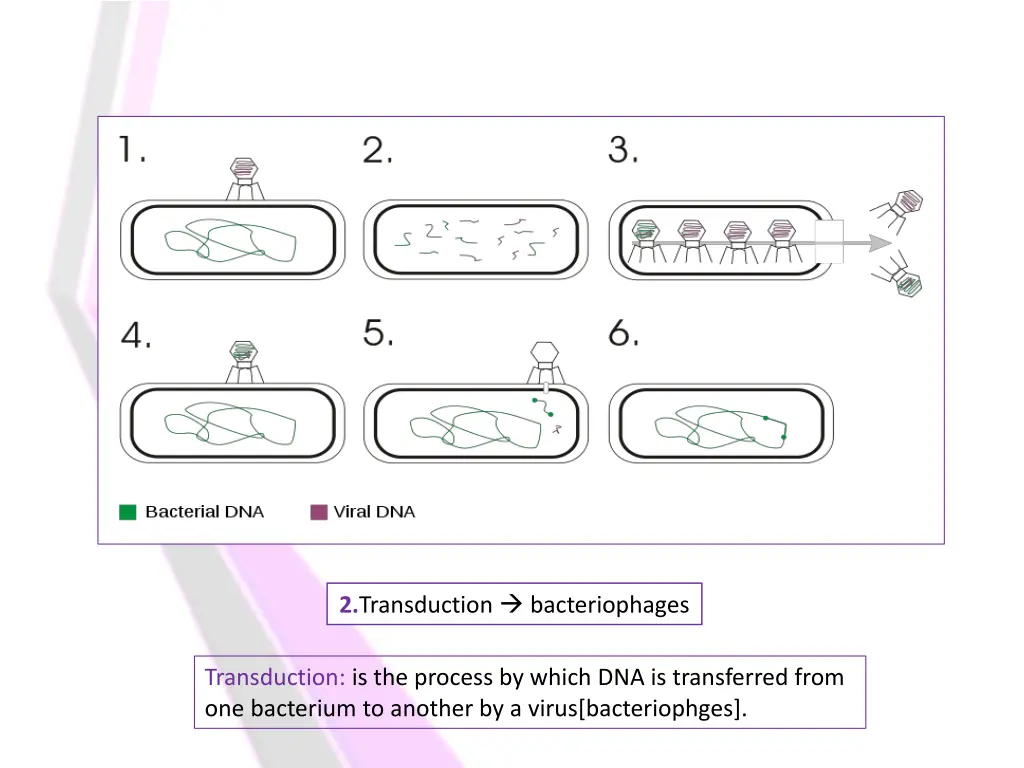 2 transduction bacteriophages