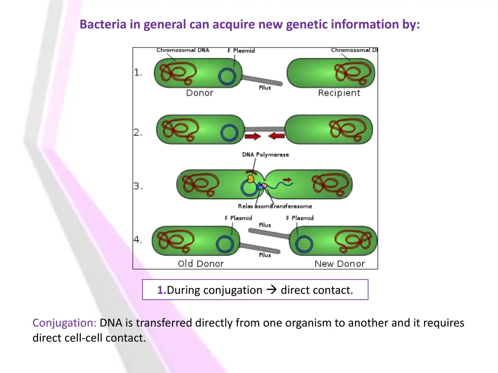 bacteria in general can acquire new genetic
