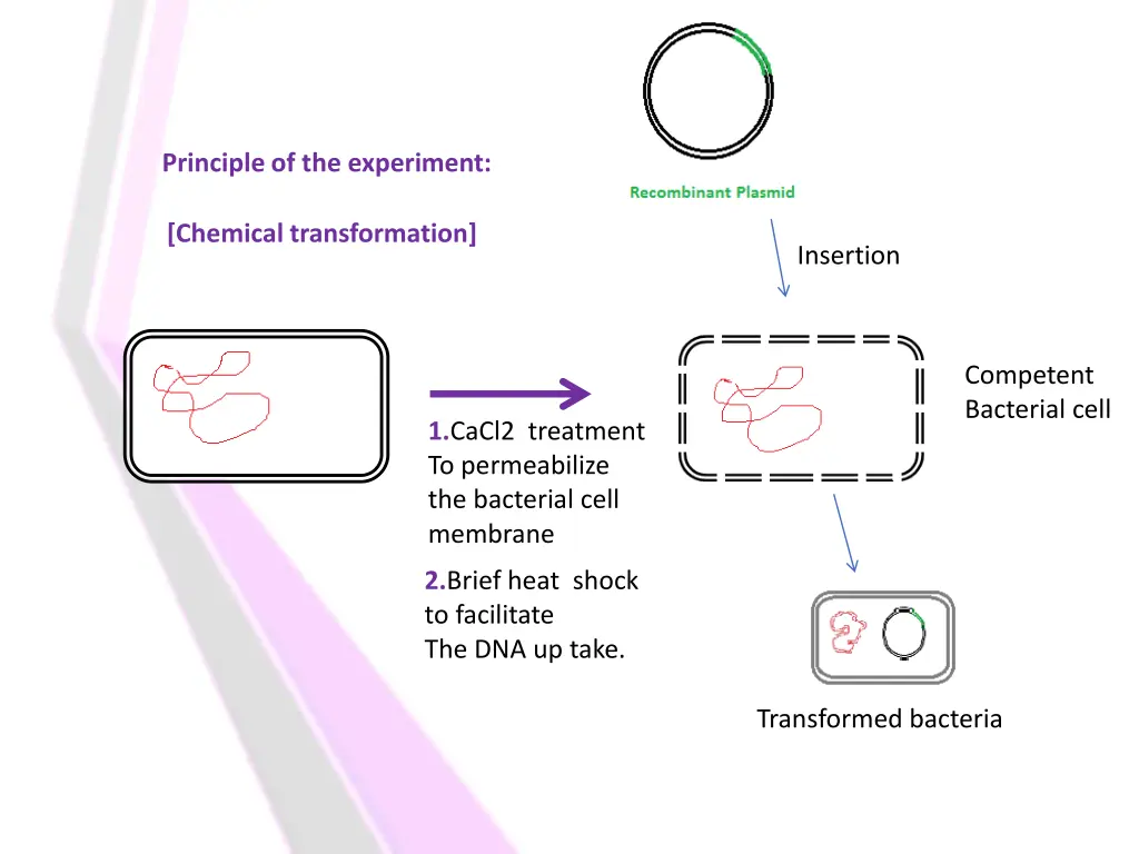principle of the experiment