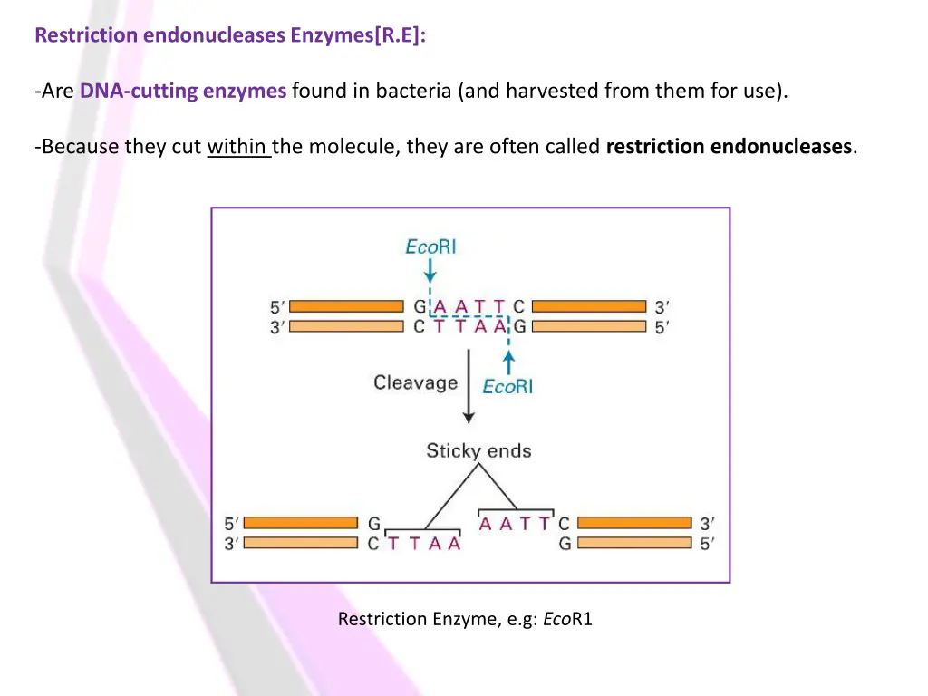 restriction endonucleases enzymes r e