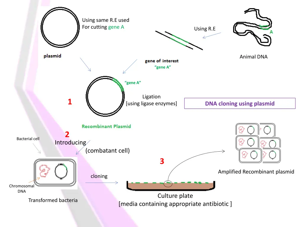 using same r e used for cutting gene a