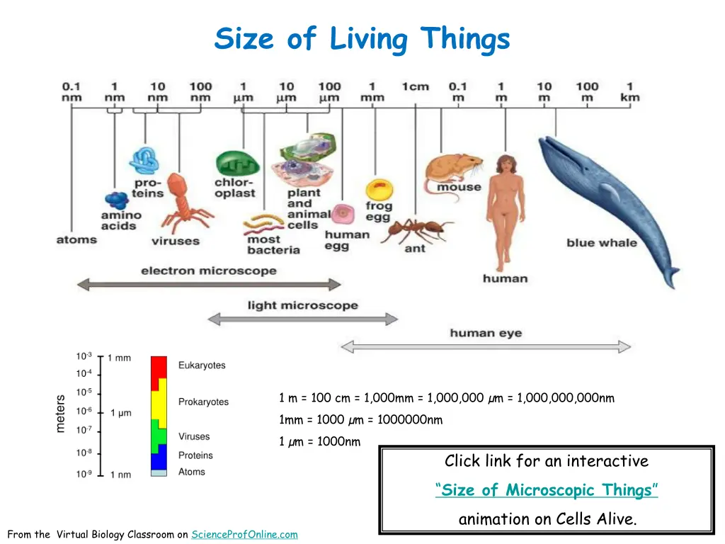 size of living things
